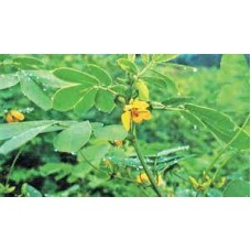 AVURIILAI POWDER 50GM
